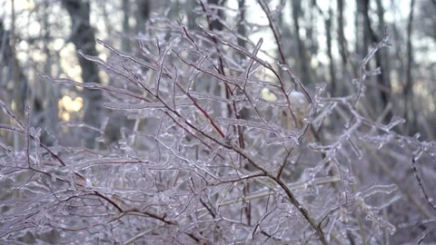 Close-up shot of ice covered shrubbery on edge of forest at sunset Stock Footage 302927322