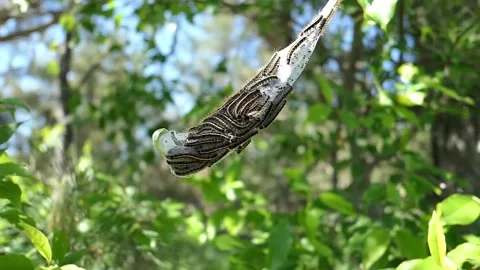 Close up shot of icky caterpillars in their nest. Video stock 148675564