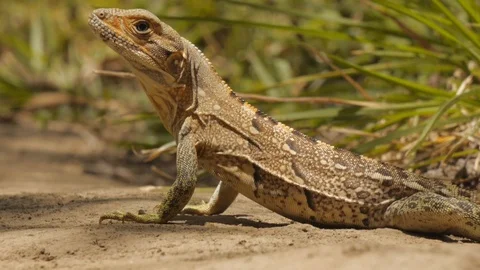 Close-up shot of iguana or lizard in nature setting in Costa Rica 動画素材 98715190
