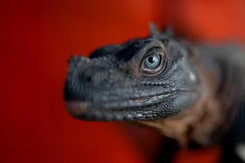 Close-up shot of Iguana on red background Stock Photos