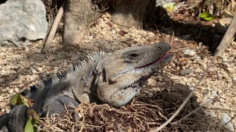 Close up shot of Iguana standing in the sun - low shot Stock Footage 163471950