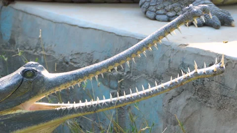 Close shot of Indian gharial lying with its mouth open Stock Footage 145476124