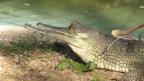 Close shot of Indian gharial missing half of it's upper jaw, closes it's eye Stock Footage 145476029