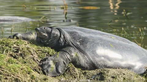 Close up shot of Indian softshell or Ganges softshell turtle vulnerable species 스톡 동영상 166105507
