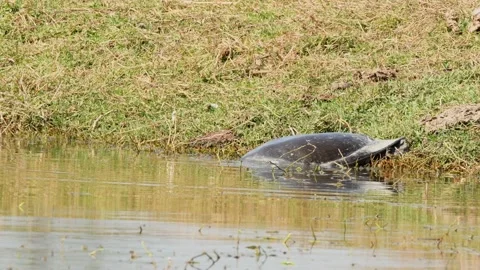 Close up shot of Indian softshell turtle or Ganges softshell turtle Stock Footage 150619357