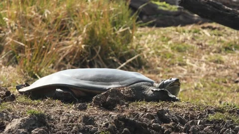 Close up shot of Indian softshell turtle or Ganges softshell turtle basking 스톡 동영상 150619518