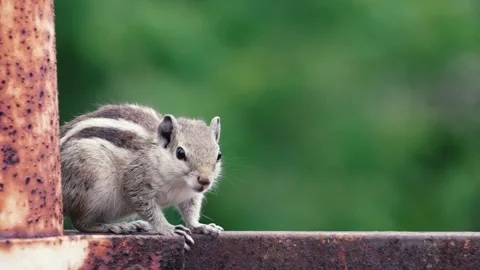 Close-Up Shot of Indian Squirrel  Cute Wildlife Behavior in Natural Habitat Видео 318617721