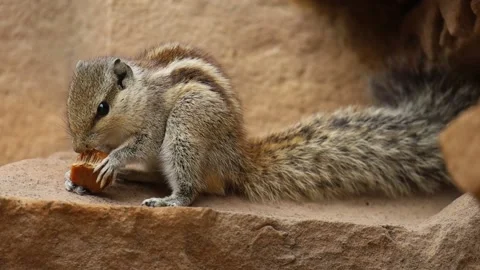 Close up shot of Indian squirrel eating man-made chocolate. Stock Footage 168089003