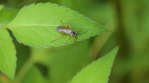 Close up shot of insect with 6 orange legs on a windy green leaf. Stock Footage 281314061