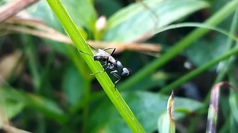 Close-up Shot Of An Insect Crawling On A Green Stem Stock Footage 337080399
