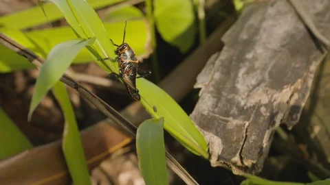 Close up shot of insect crawling up on on leaf, Tortuguero, Costa Rica Stock Footage 141250058