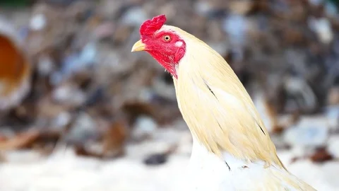 Close up shot as it is looking forward in livestock or agriculture concept. Stock Footage 81344950