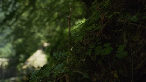Close up shot of ivy on a tree, Cauterets, France Stock Footage 102156028