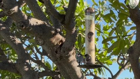 Close-up shot Java Rice Birds eating at a tree feeder Stock Footage 291463295