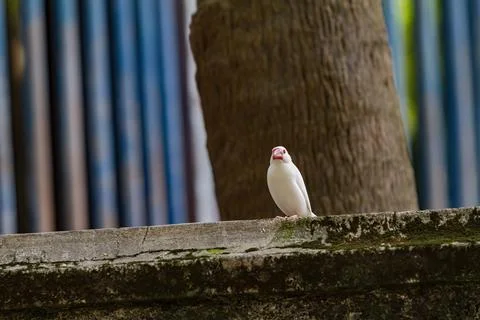 Close up shot of a Java sparrow Stock Photos