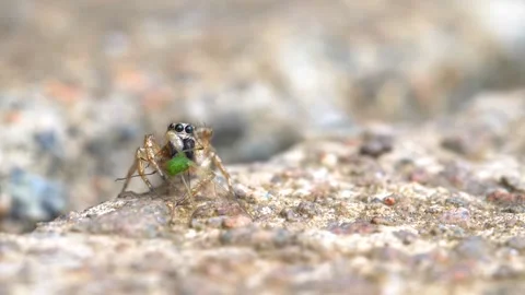 Close up shot of Jumping Spider eating its prey on ground during sunny day 動画素材 172153728