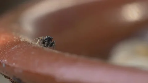 Close up shot of jumping spider resting on edge of ceramic bowl in garden 動画素材 172152747
