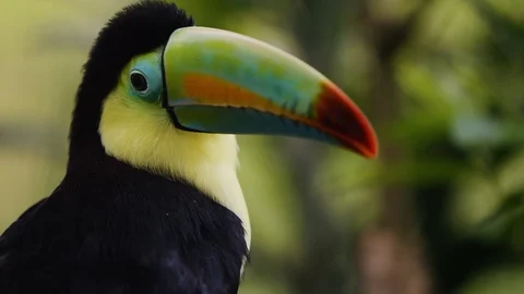 Close up shot of Keel-billed toucan observing it's surroundings, Costa Rica Vidéo 123728043