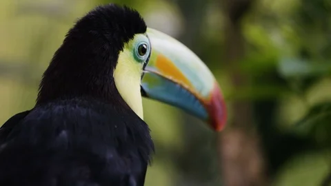 Close up shot of Keel-billed toucan observing it's surroundings, Costa Rica Stock Footage 123728124