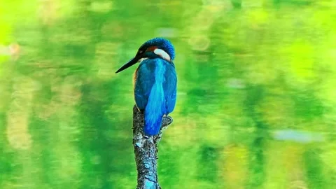 A close-up shot of a kingfisher perched 스톡 동영상 317705878