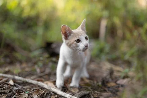 Close up shot of a kitten walking in the forest. Stockfoto's