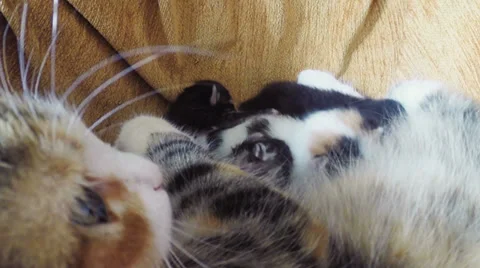 Close up shot of kittens and mom in a basket.  Stock Footage 38020005