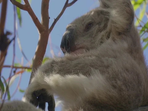 Close-up shot of a koala sitting in a tree Stock Footage 79217019