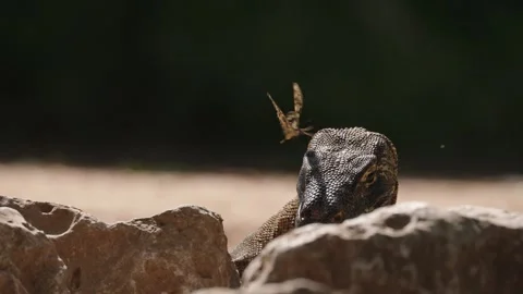 Close up shot of a Komodo dragon in its natural habitat Stock-Footage 331091244