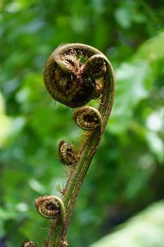 Close-up shot of a Koru Plant in a forest isolated on green bokeh background Stock Photos