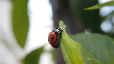 A close up shot of a lady bug carefully moving around a leaf of a peach Stock Footage 109368602