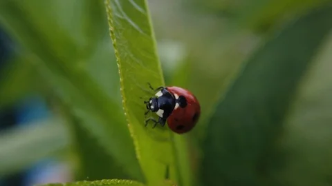A close up shot of a lady bug crawling on a leaf of a peach tree. Stock Footage 109368620