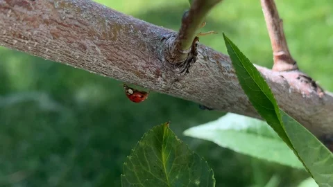 A close up shot of a lady bug moving fast across the branch of a peach Stock Footage 109379068