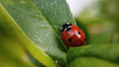 A close up shot of a lady bug sitting still on the leaf of a peach tree. Stock Footage 109379094