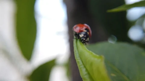 A close up shot of a ladybug climbing on a leaf of a peach tree. Stock Footage 109368609