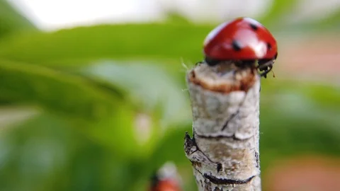 A close up shot of a ladybug crawling around a branch of a peach tree. Stock Footage 109378981