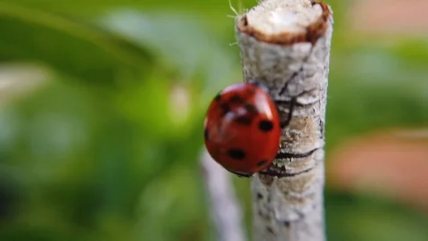 A close up shot of a ladybug crawling down the branch of a peach tree. Stock Footage 109379081