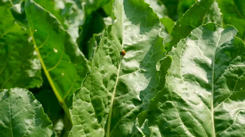 Close-up shot of ladybug crawling on a leaf of ripening sugar beet. 4K Stock-Footage 85878741