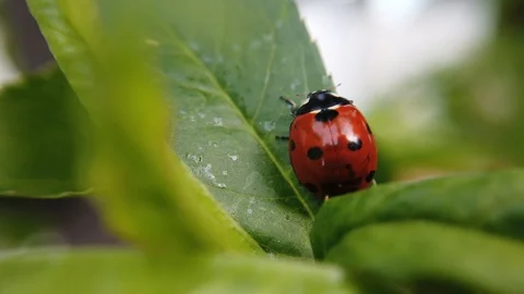 A close up shot of a ladybug holding still on a leaf of a peach tree with Stock Footage 109379101