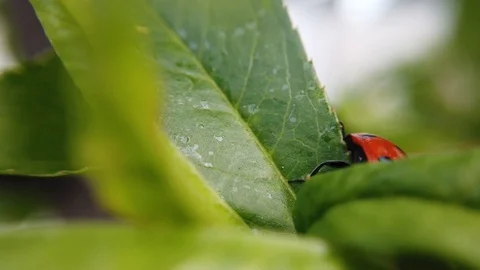 A close up shot of a ladybug moving across a leaf of a peach tree. Stock Footage 109368595