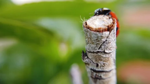 A close up shot of a ladybug moving around cracks on a tree branch of a Stock Footage 109379073