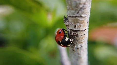 A close up shot of a ladybug moving in a circle on small cracks of a Stock Footage 109379007