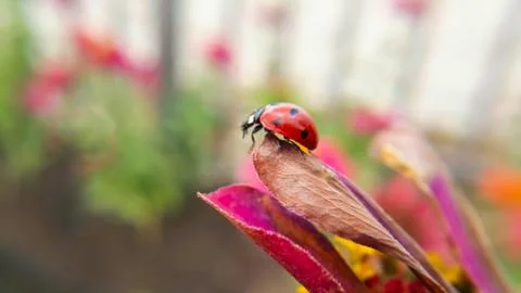 Close-up shot of a ladybug Stock Photos