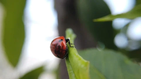 A close up shot of a ladybug slowly moving across a leaf of a peach tree. Stock Footage 109368678