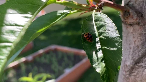 A close of shot of a ladybug spreading its wings on a peach tree. Stock Footage 111041881