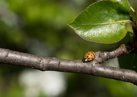 Close up shot ladybug on a tree branch. Stock Photos