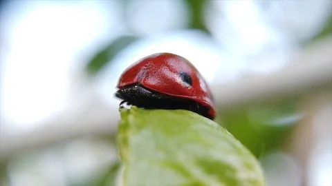 A close up shot of a ladybug turning on a green leaf. Stock Footage 109368639