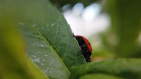 A close up shot of a ladybug walking from leaf to leaf on a peach tree. Stock Footage 109368672
