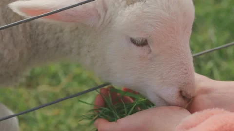 Close up shot of lambs being hand-fed grass Stock-Footage 159680715