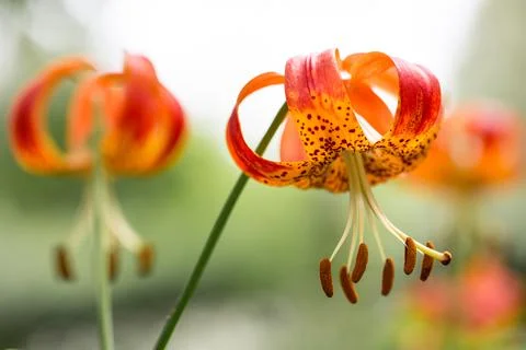 Close-up shot of lanceolate lilies growing in the field in a blurry background. Stock Photos