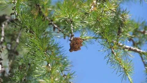 Close-up shot of larch needles and pine cone, Dolomites, Italy. HD Video stock 154553159